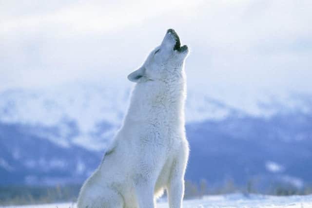 An arctic wolf