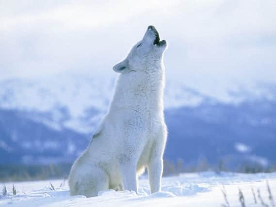 An arctic wolf