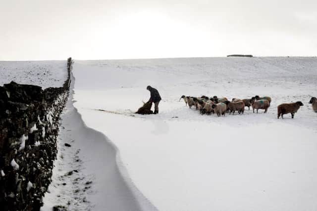 A farmer feeding sheep in heavy snow near Hawes, North Yorkshire, as yellow snow and ice warnings are in place for northern England and Northern Ireland and much of Wales. PRESS ASSOCIATION Photo. Picture date: Wednesday January 17, 2018. See PA story WEATHER Cold. Photo credit should read: John Giles/PA Wire