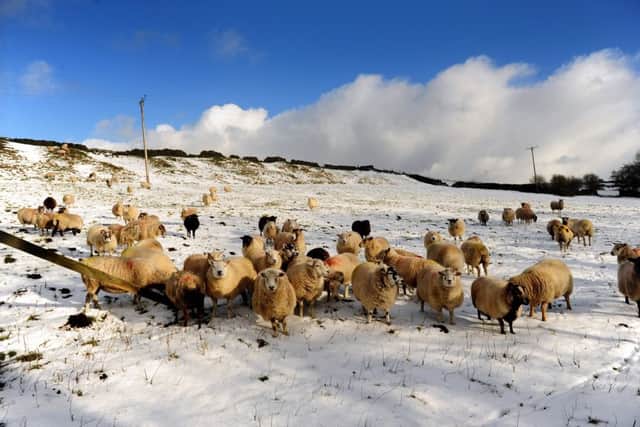 Sheep in the snow at Bingley Moor..17th January 2018 ..Picture by Simon Hulme