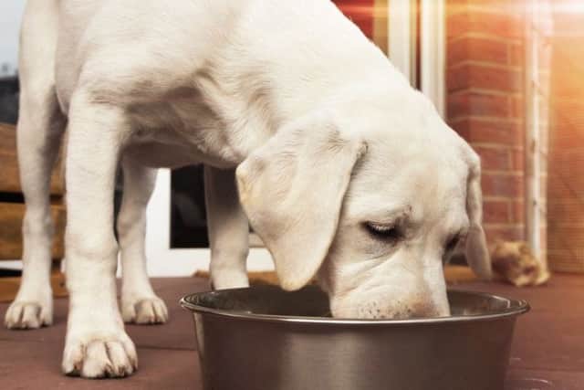 Pets at Home.