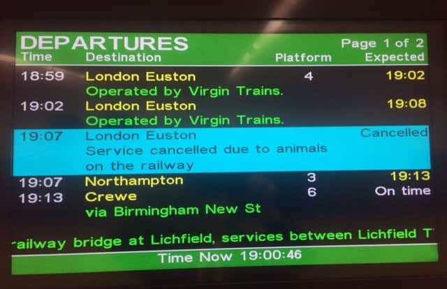 A train information screen at Milton Keynes station, showing a cancelled railway service being for animals on the line.