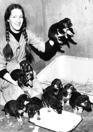 Leeds, 13th February 1974

Nine four week old alsatian pups, born in the garden of an empty house in Cowper Street, Chapeltown Road, Leeds, are being cared for by the R. S. P. C. A.

They are seen here being tended by kennel maid Marion Sarchfield.

Their mother, an Alsatian stray, has roamed the area for months, but all R. S. P. C. A. attempts to capture her have failed.