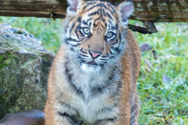 Menya, the resort's six-month old female Sumatran tiger cub