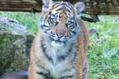Menya, the resort's six-month old female Sumatran tiger cub