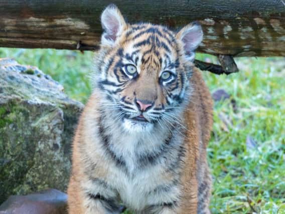 Menya, the resort's six-month old female Sumatran tiger cub