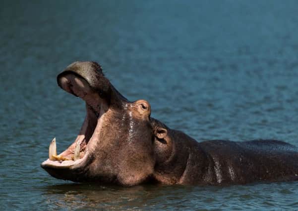 A hippo in Liwonde National Park. PA Photo/Sarah Marshall.