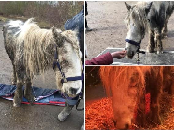 Male pony Tino was extremely weak when he was first rescued last weekend.
