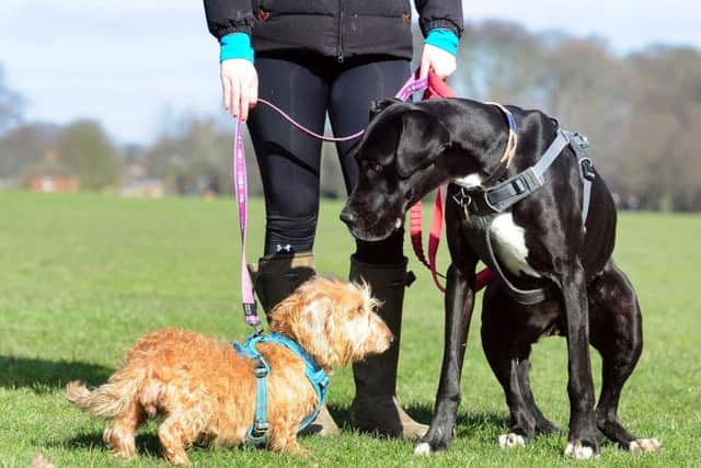 Charlotte Brady's dogs Dorothy, left, and Betty.