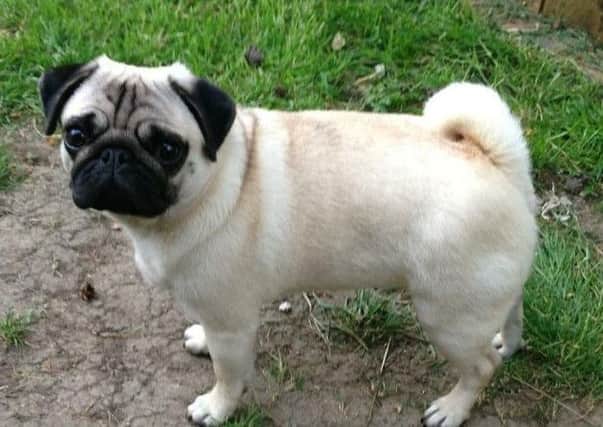 Pugs Delilah, Piglet, Mary and French Bulldog Fanny were taken by thieves but have now been reunited with their owners.