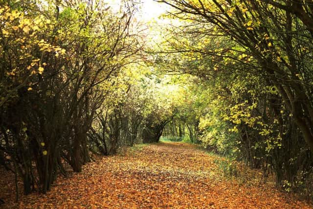An autumn scene at Nidd Gorge.