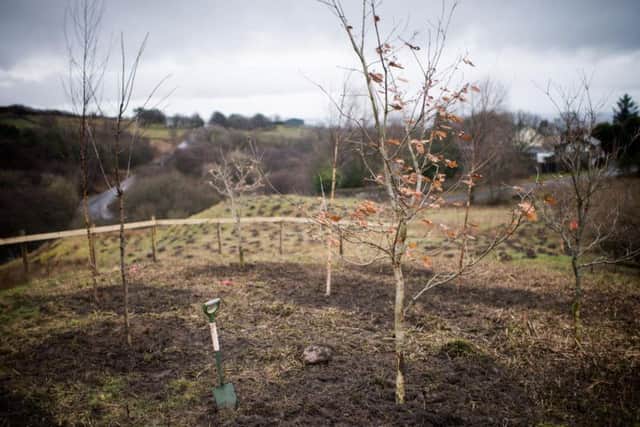 Part of the innovative Northern Forest, which is set to come to fruition in 25 years