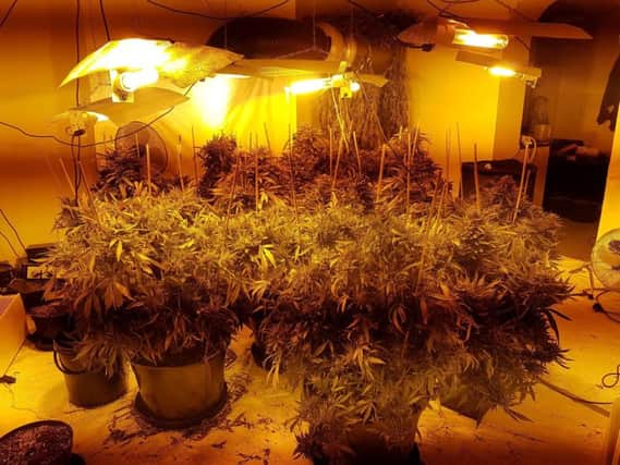 Police discovered the cannabis farm in Yeadon.