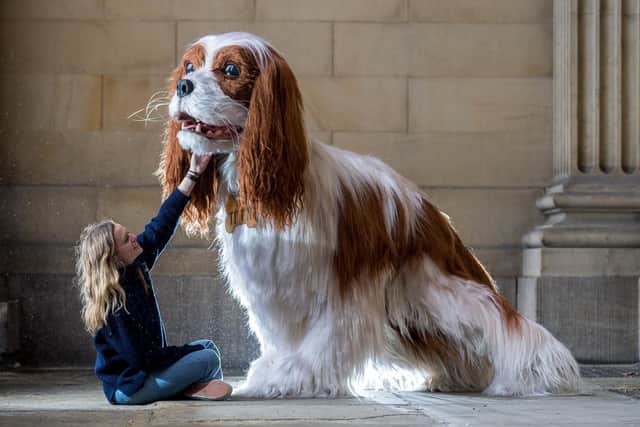 Caitlin Fogarty, admiring the giant 5.5ft tall Cavalier King Charles Spaniel at Leeds Town Hall.