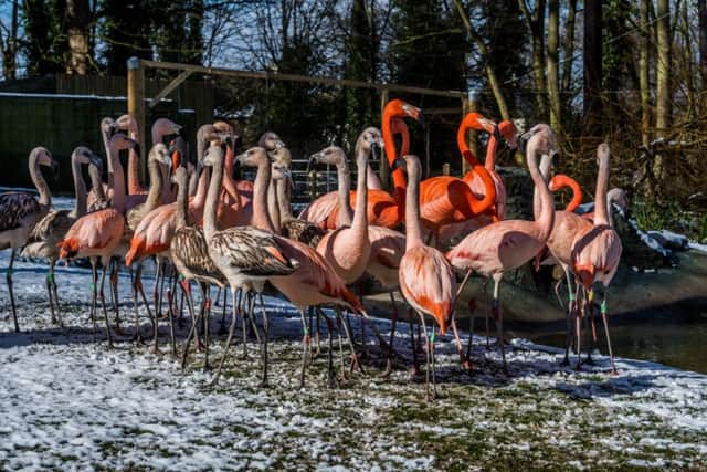 Date: 19th March 2018. Picture James Hardisty. Official opening of the new Humboldt Penguins and Chilean Flamingos encloures at Lotherton Hall, Bird Garden, near Leeds.