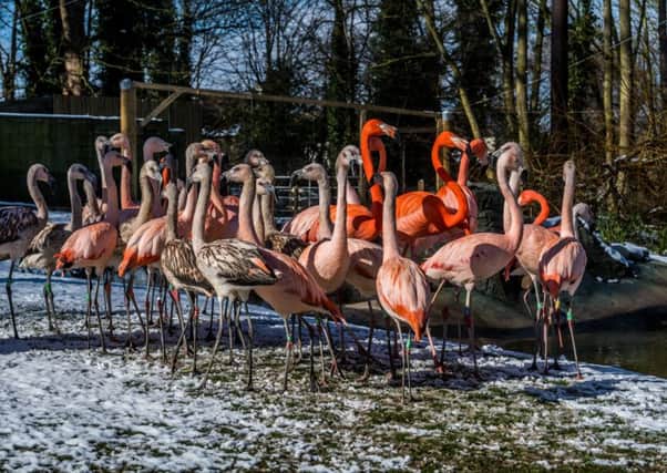 Date: 19th March 2018. Picture James Hardisty. Official opening of the new Humboldt Penguins and Chilean Flamingos encloures at Lotherton Hall, Bird Garden, near Leeds.