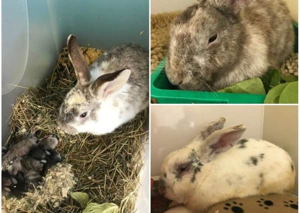 The rabbits were found by a member of the public near Landseer Drive, Gleadless, Sheffield