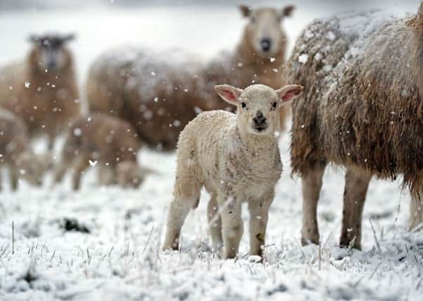 Newborn lambs will have been hit hard by the recent snowy conditions. Pic: PA