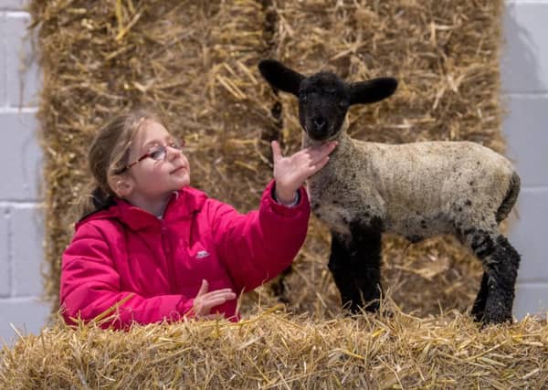 HANDS-ON: Millie Smith-Eccles, aged six, of Ilkley, meets a two-week-old Suffolk cross lamb at Springtime Live in Harrogate.