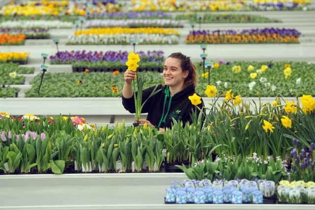 Apprentice Tara Noon tends to the daffodils grown in The Arium plant nursery near Shadwell, which has super high-tech growing methods.