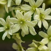Harrogate's annual Spring Flower Show returns once again this spring, from April 26-29