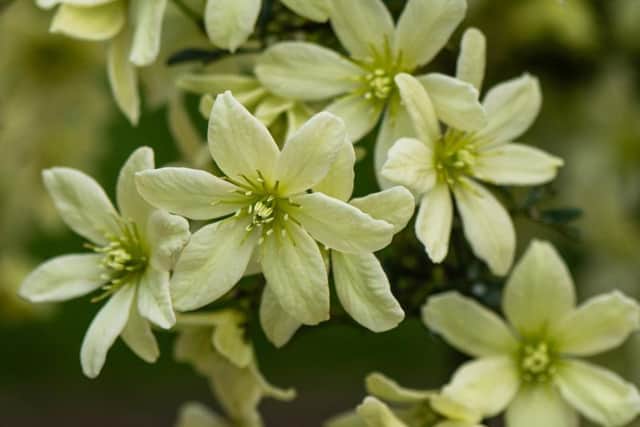 Harrogate's annual Spring Flower Show returns once again this spring, from April 26-29