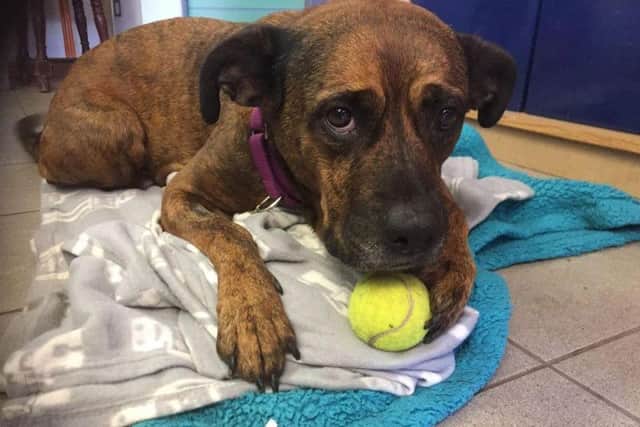 Tara - has she got the saddest face in the world?