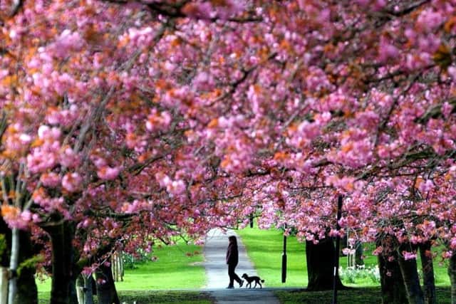 The Stray in Harrogate during cherry blossom season, one of the attractions that makes the spa town a desirable place to live.