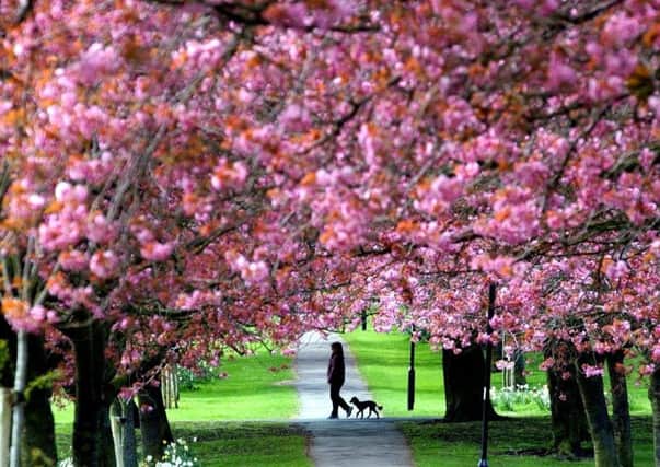 The Stray in Harrogate during cherry blossom season, one of the attractions that makes the spa town a desirable place to live.