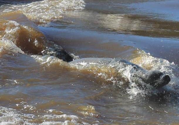 The stranded seal pictured swimming in Topcliffe Weir
Pic courtesy of Topcliffe Weir Facebook page