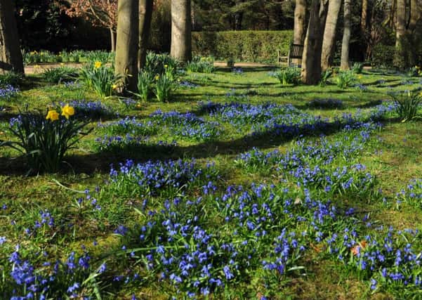 spring flowers in the Monet Garden at Roundhay Park. Picture Tony Johnson.