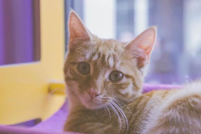 Pumpkin, one of the cats up for adoption
