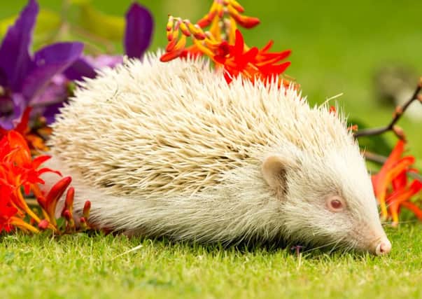 Albino hedgehog Twinkle who is being cared for at the Wildlife Orphanage and Hedgehog Hospital.