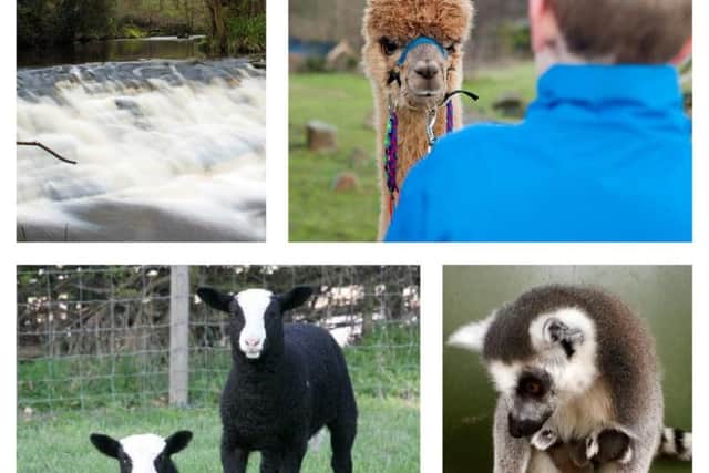 There are a wide variety of places in and around Sheffield which offer fun for all the family, ranging from tranquil nature walks to adrenaline-filled activities (Photo L-R: Johnston Press, Paul David Drabble, TripAdvisor, UGC)
