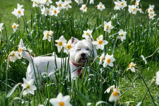 Tomorrow is May 1 and with this comes May Day, an ancient northern hemisphere spring festival and a traditional spring holiday in many cultures around the globe.