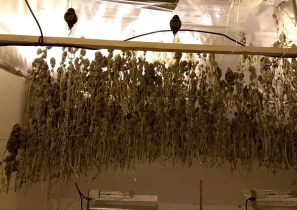 A suspected cannabis-growing operation uncovered during the Holmewood crackdown.
