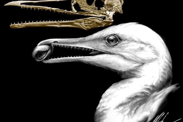 University of Bath's image shows the fossil of the Ichthyornis dispar and an artist's impression of the seagull-sized bird.