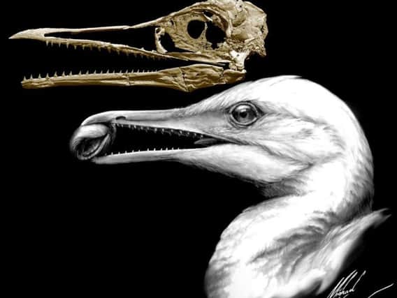 University of Bath's image shows the fossil of the Ichthyornis dispar and an artist's impression of the seagull-sized bird.