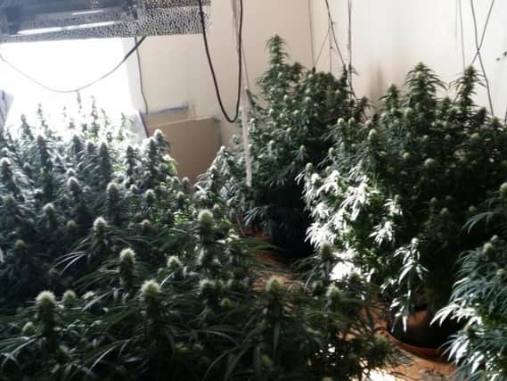 Cannabis plants seized by officers in Huddersfield.
