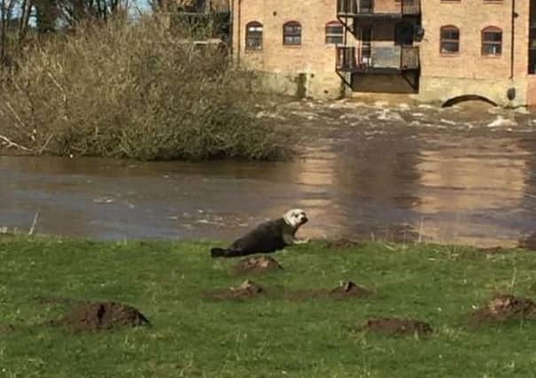 A common seal spotted at the weir pool at Topcliffe on the River Swale.