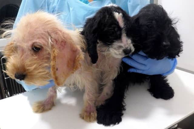 The three cockapoo puppies.