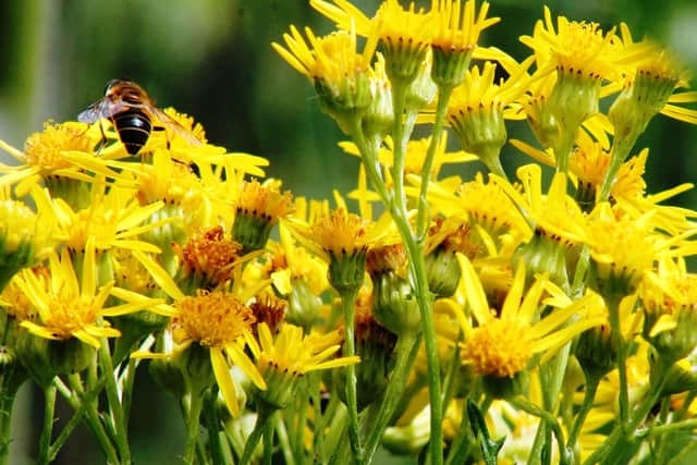 Some of our best-loved wild plants are being threatened by brambles and nettles.