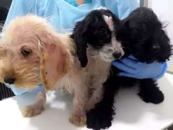 The three Cockapoo puppies were dumped in Wetherby.