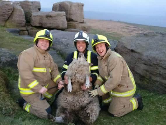 Firefighters rescued this sheep fro a 16ft crevice