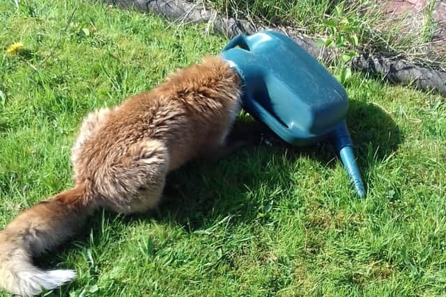 This fox got his head stuck in a watering can. PIC: PA