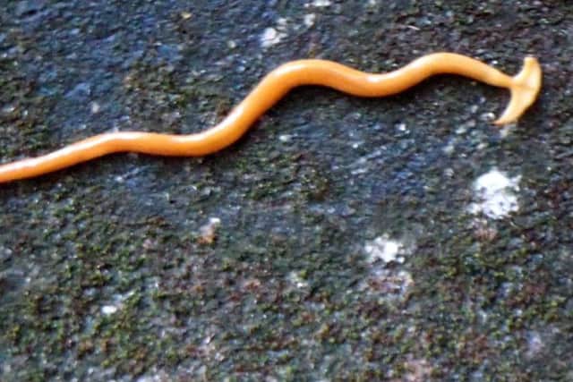 A hammerhead worm