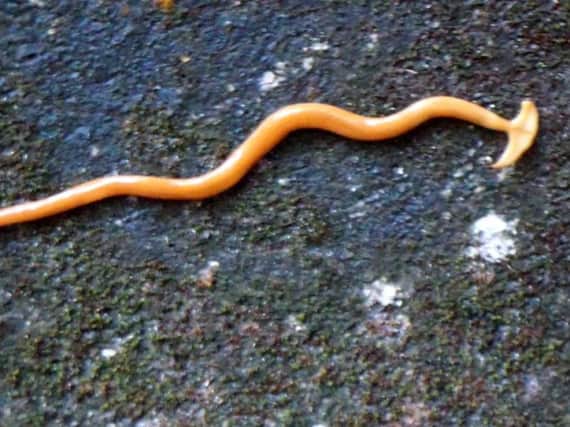 A hammerhead worm