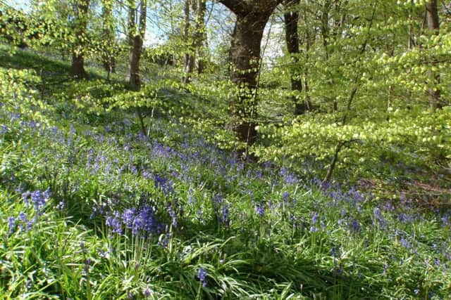 Gledhow Valley Woods.