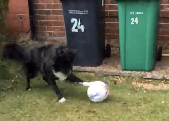 If the postman tries to dash off without playing ball, the persistent dog will block his only way out of the garden (Photo: SWNS)