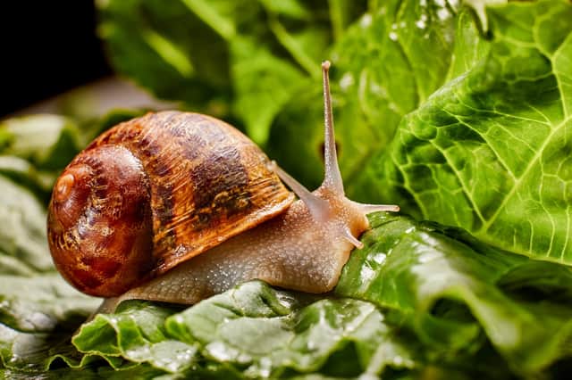 Do you have problems with slugs and snails in your garden? (Photo: Shutterstock)